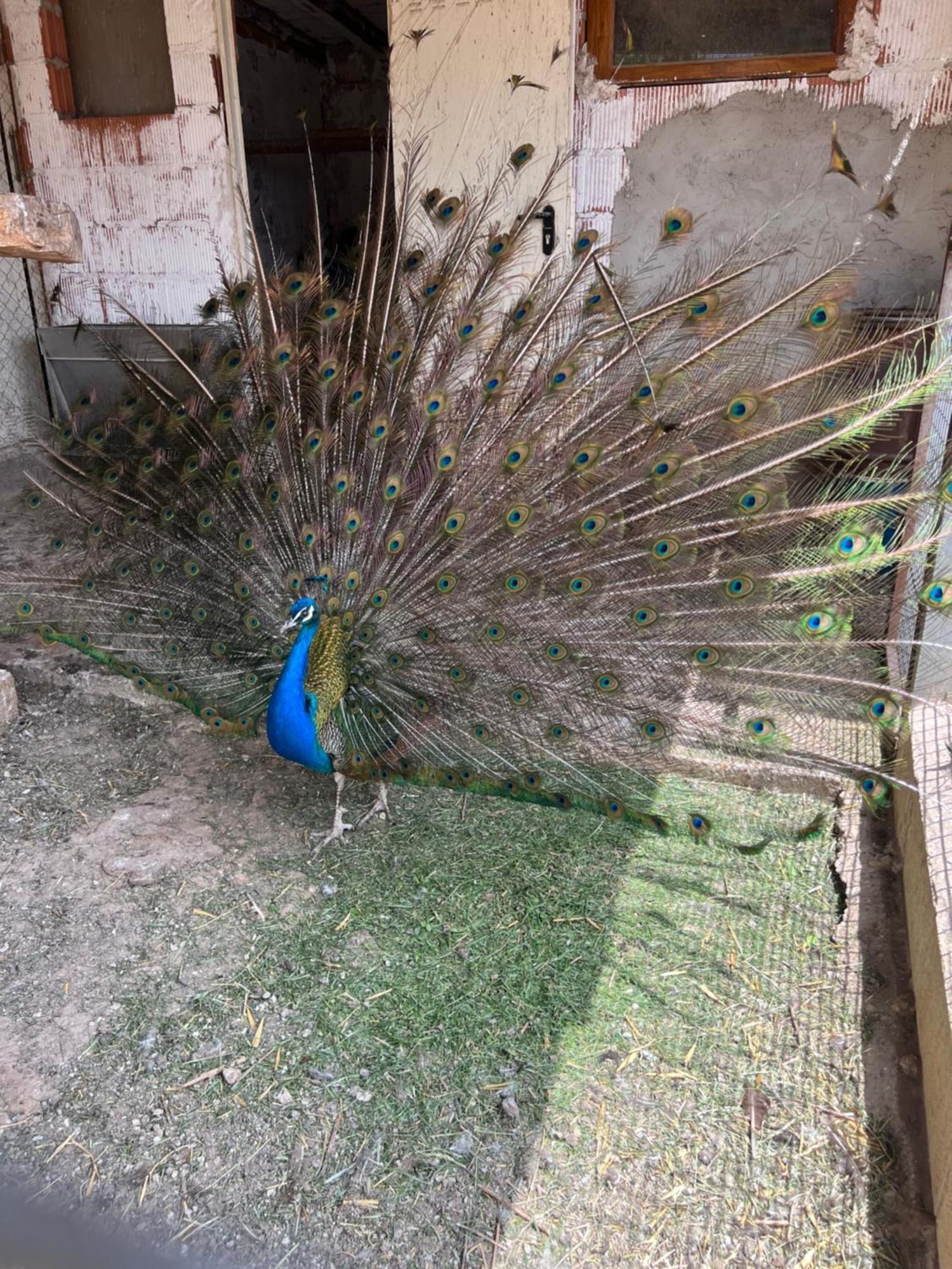 El Burgo De Osma Alojamiento Rural Villa Bagh Dış mekan fotoğraf