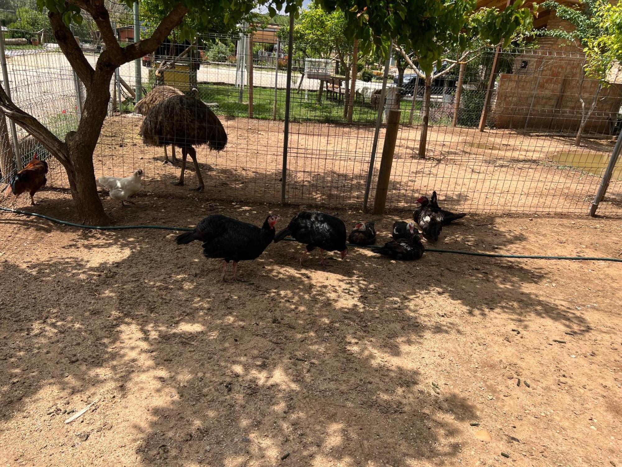 El Burgo De Osma Alojamiento Rural Villa Bagh Dış mekan fotoğraf