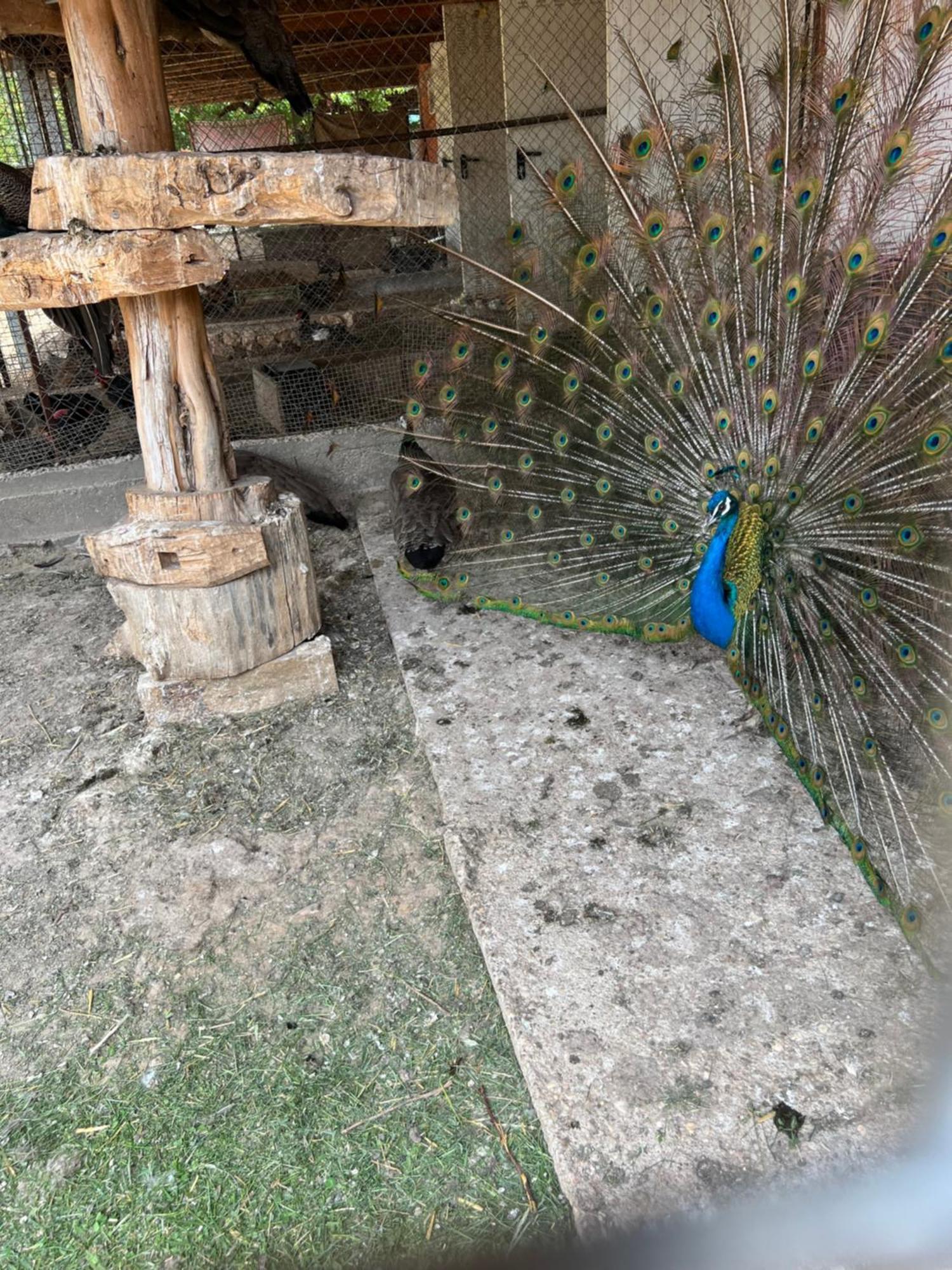 El Burgo De Osma Alojamiento Rural Villa Bagh Dış mekan fotoğraf
