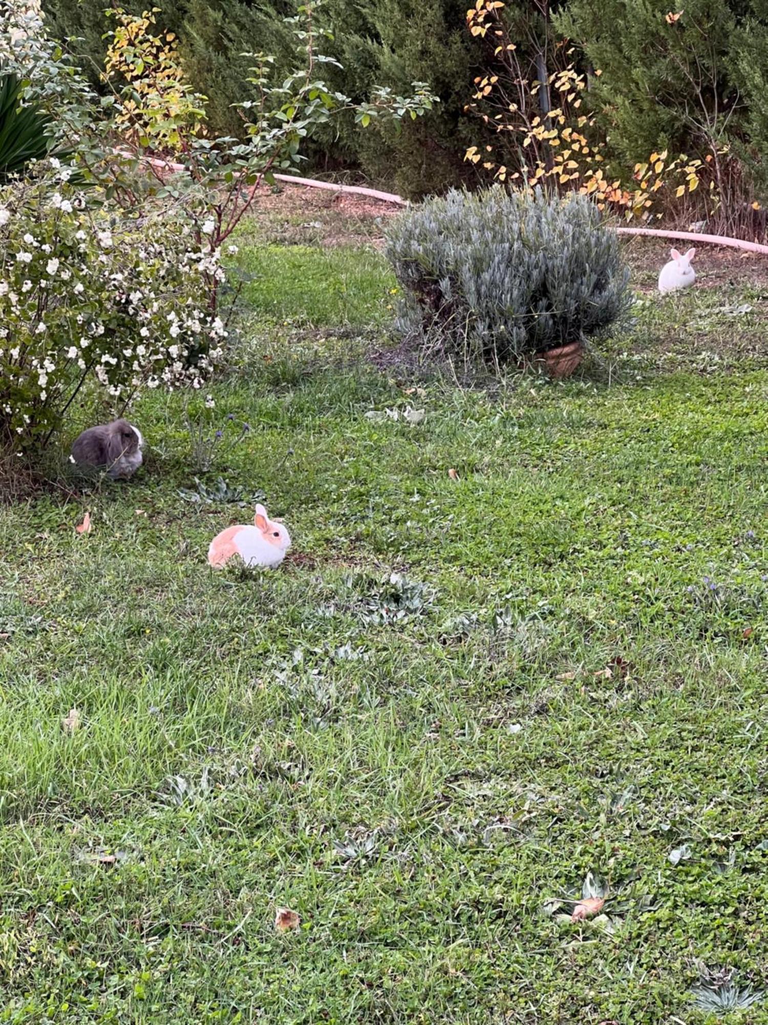 El Burgo De Osma Alojamiento Rural Villa Bagh Dış mekan fotoğraf
